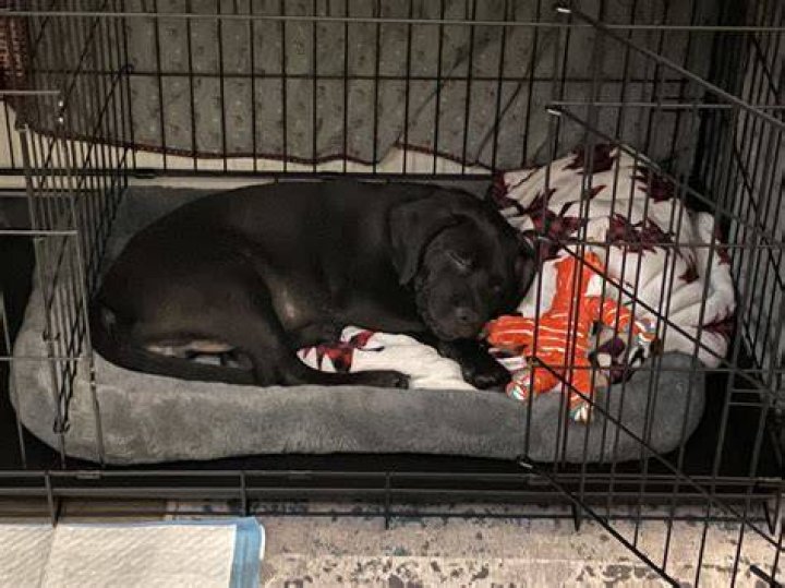 The canine had a black vest reading 'working dog-do not pet.' No uniformed police were spotted, so there was no suggestion of an actual threat and the precaution was likely routine